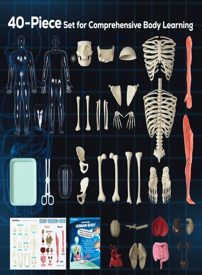 GobiDex Human Body Skeleton Model Kits, 40 Piece Anatomy Figure,Glow in The Dark Bones Interactive Science Kit, STEM Educational Toys for Boys and Girls, Halloween Physiology Gifts for Kids Ages 8+ - Image 5
